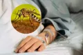 El dengue se contrae por la picadura del mosquito aedes aegypti.